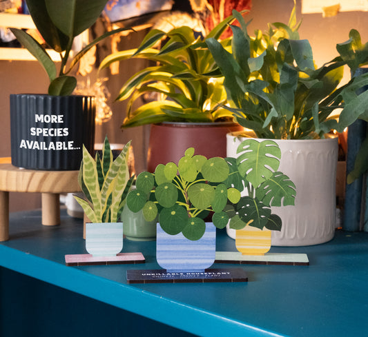 CHINESE MONEY PLANT UNKILLABLE HOUSEPLANT