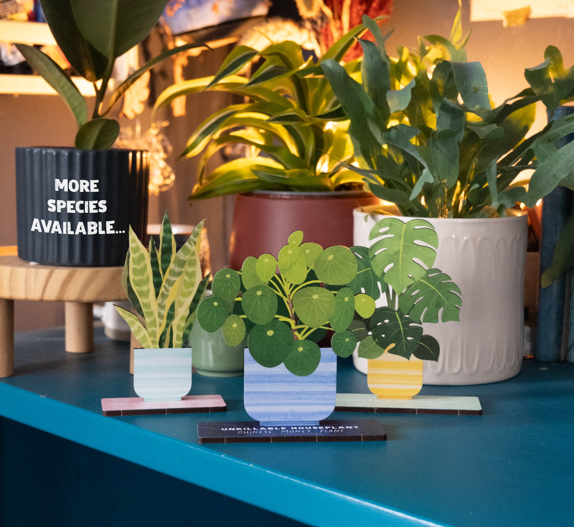 indoor plants unkillable MONSTERA DELICIOSA UNKILLABLE HOUSEPLANT – Dapple & Dot